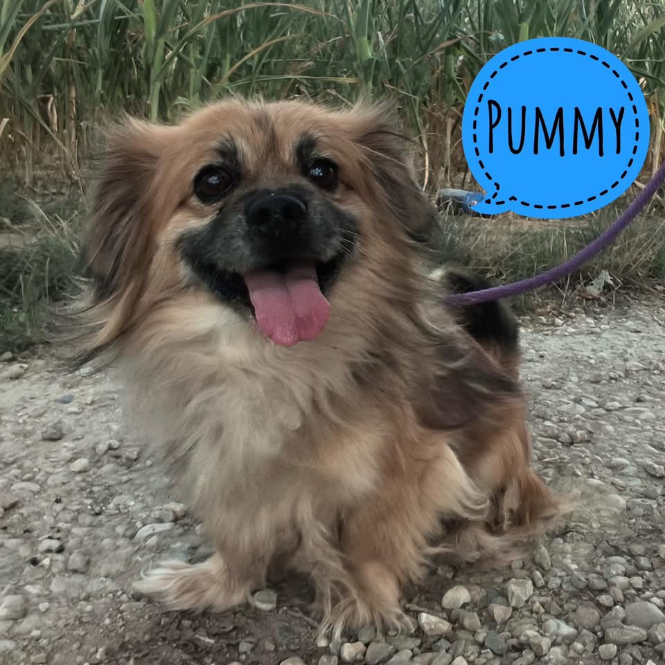PUMMY