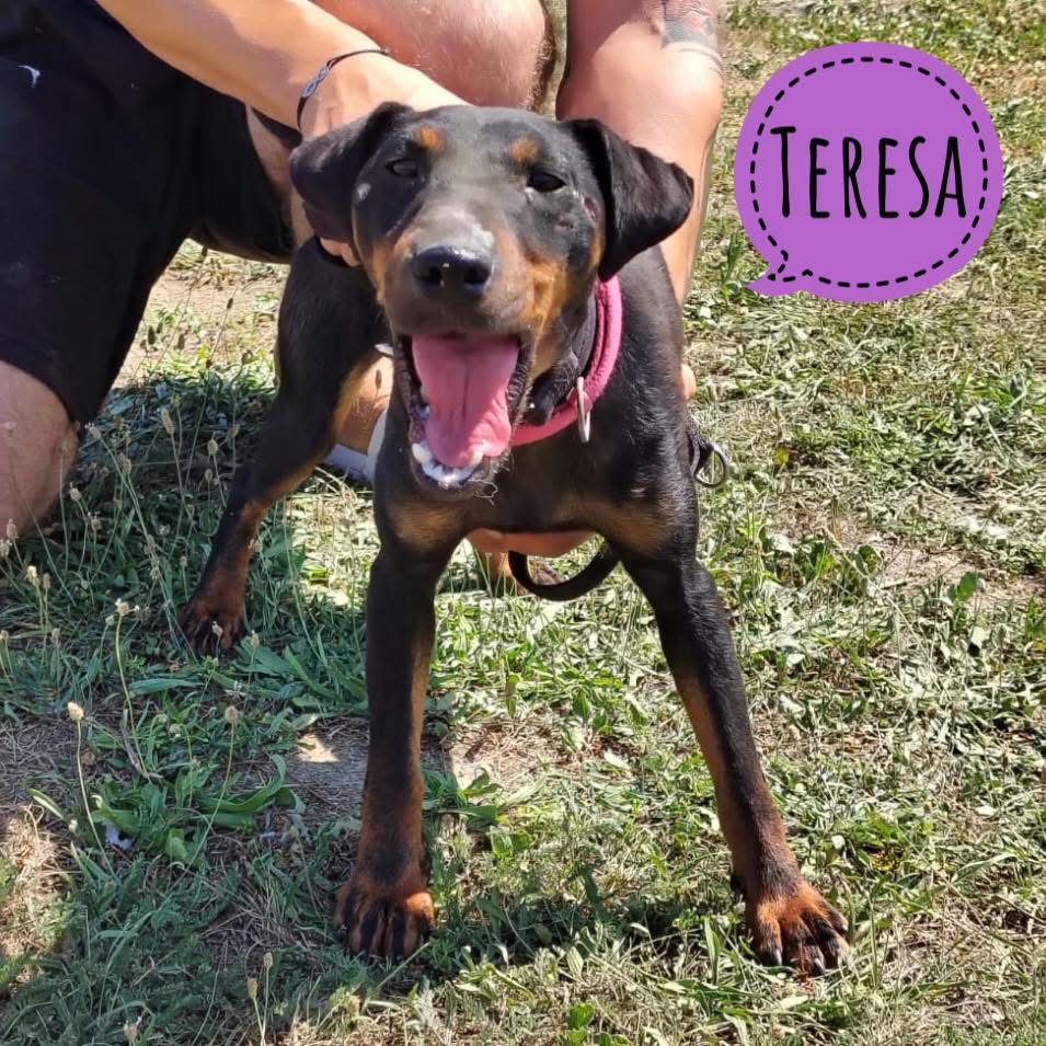TERESA