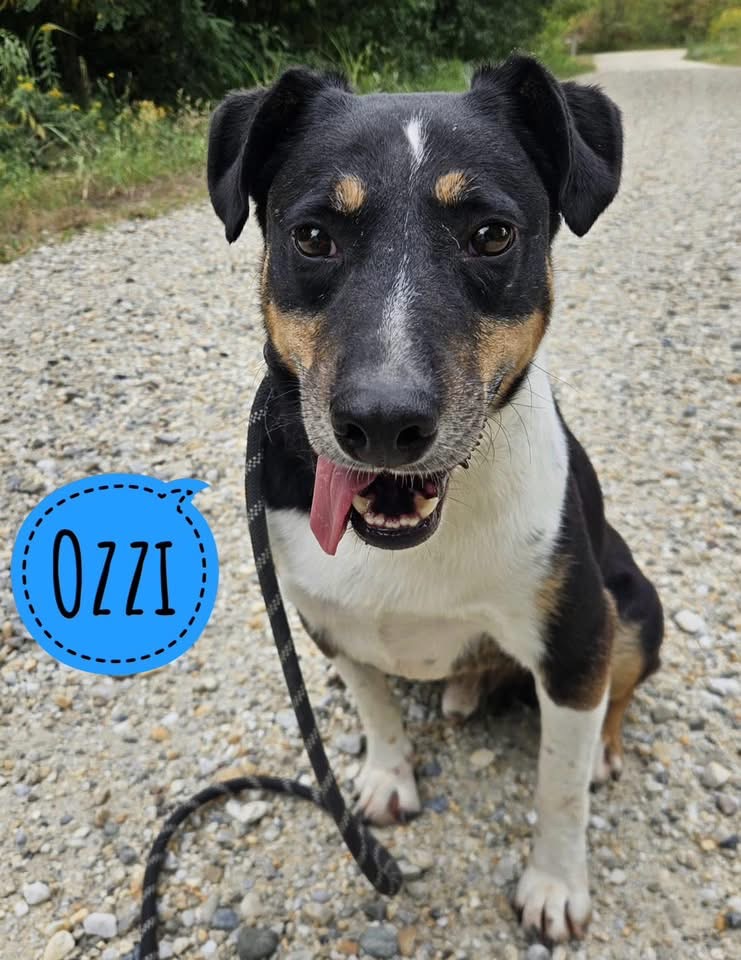 OZZI