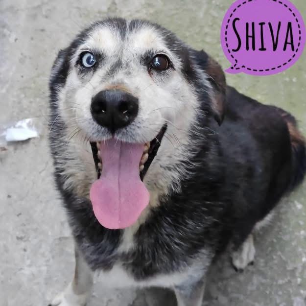 SHIVA