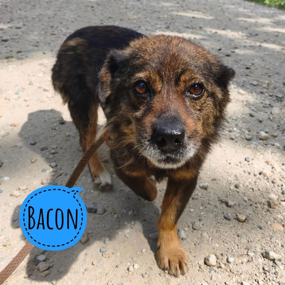 BACON