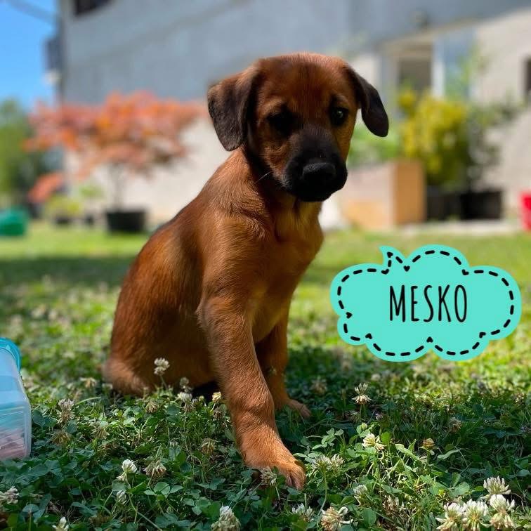 MESKO