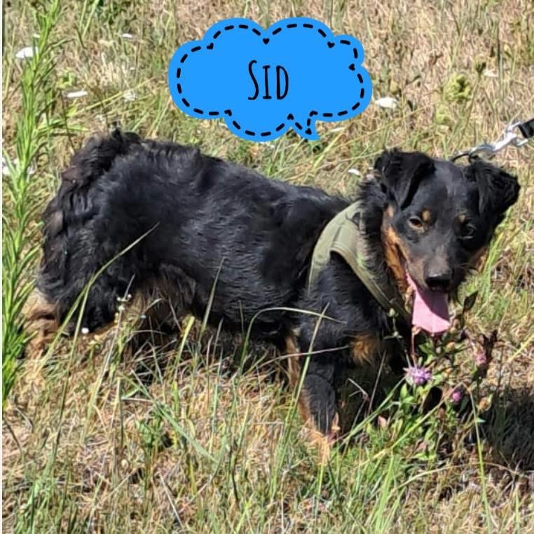 SID