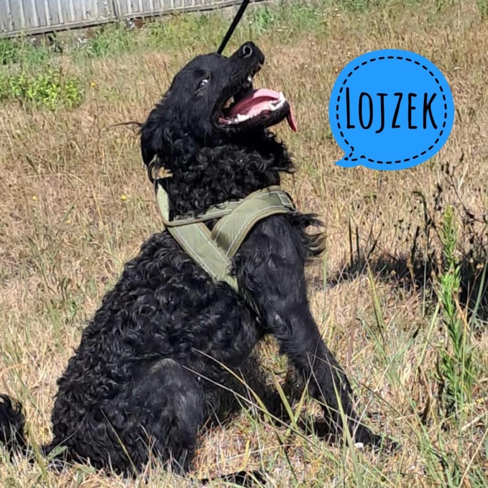 LOJZEK