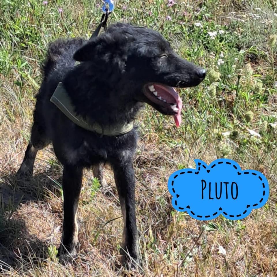 PLUTO