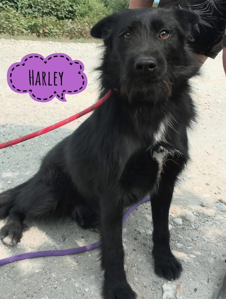 HARLEY