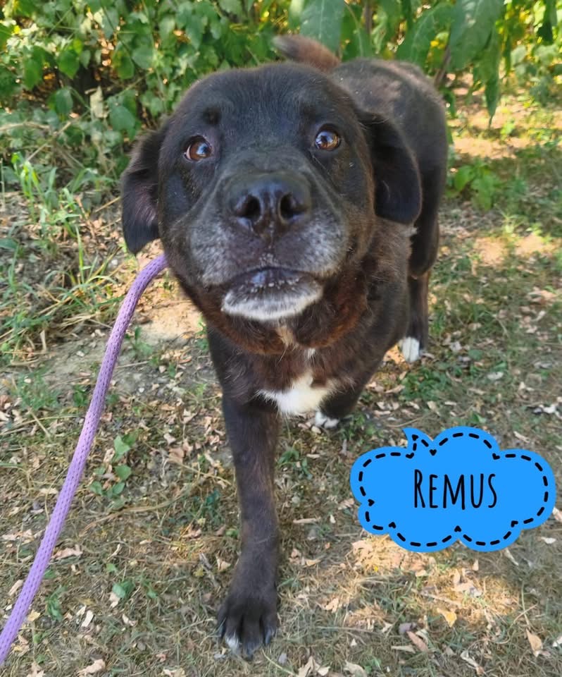 REMUS