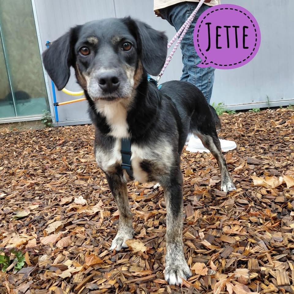 JETTE