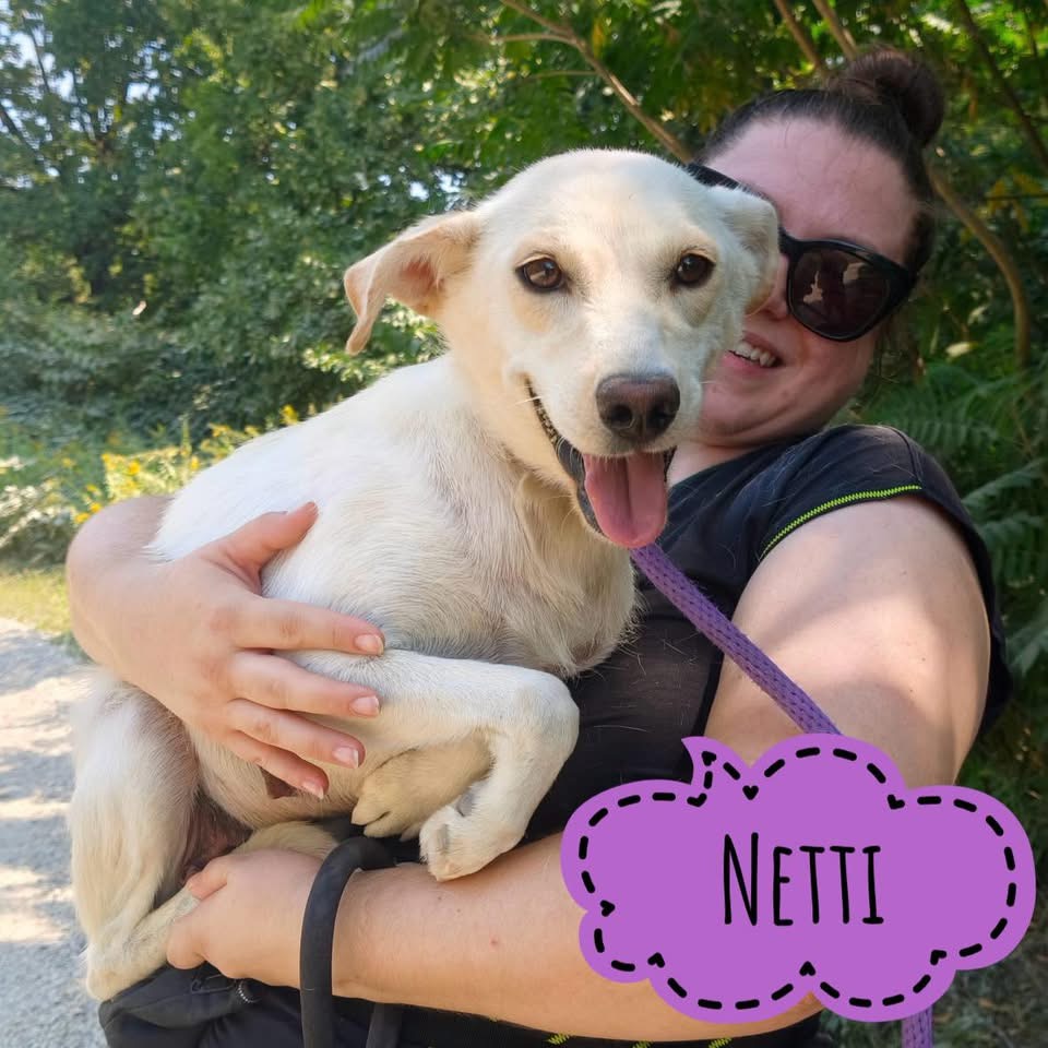 NETTI