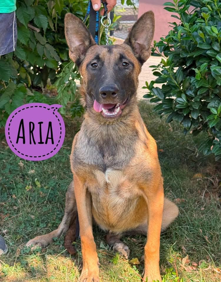 ARIJA