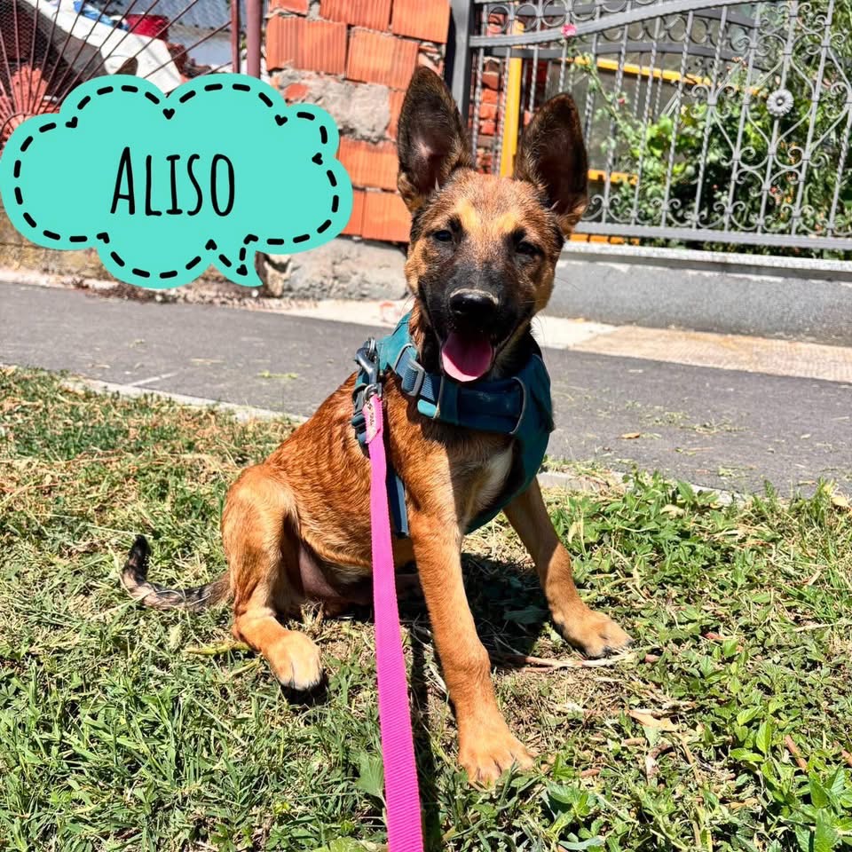 ALISO