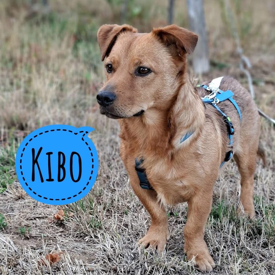 KIBO