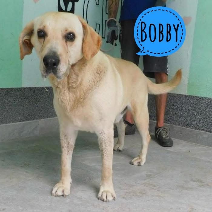 BOBBY