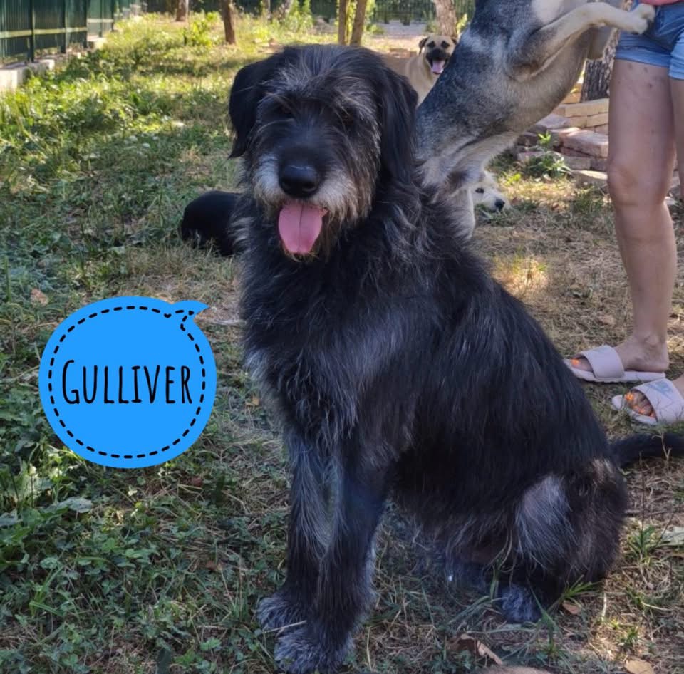 GULLIVER