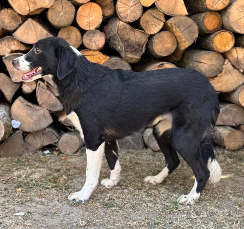 STELLA – Bild 5