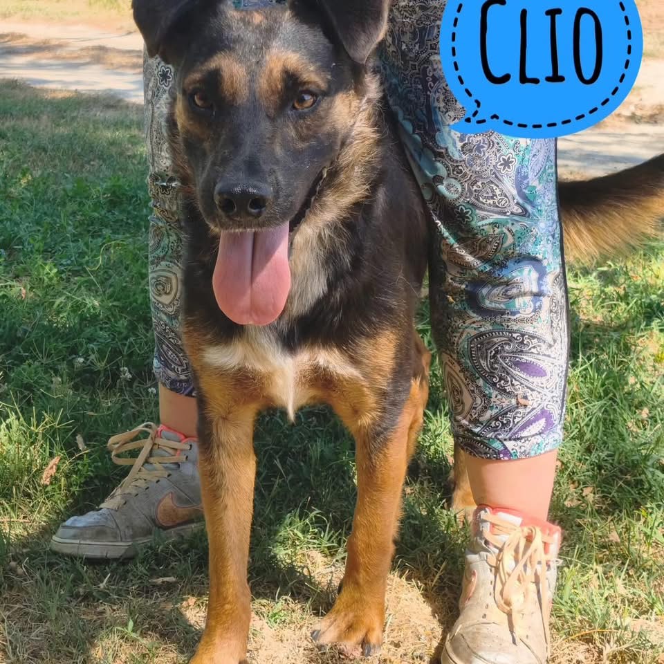 CLIO