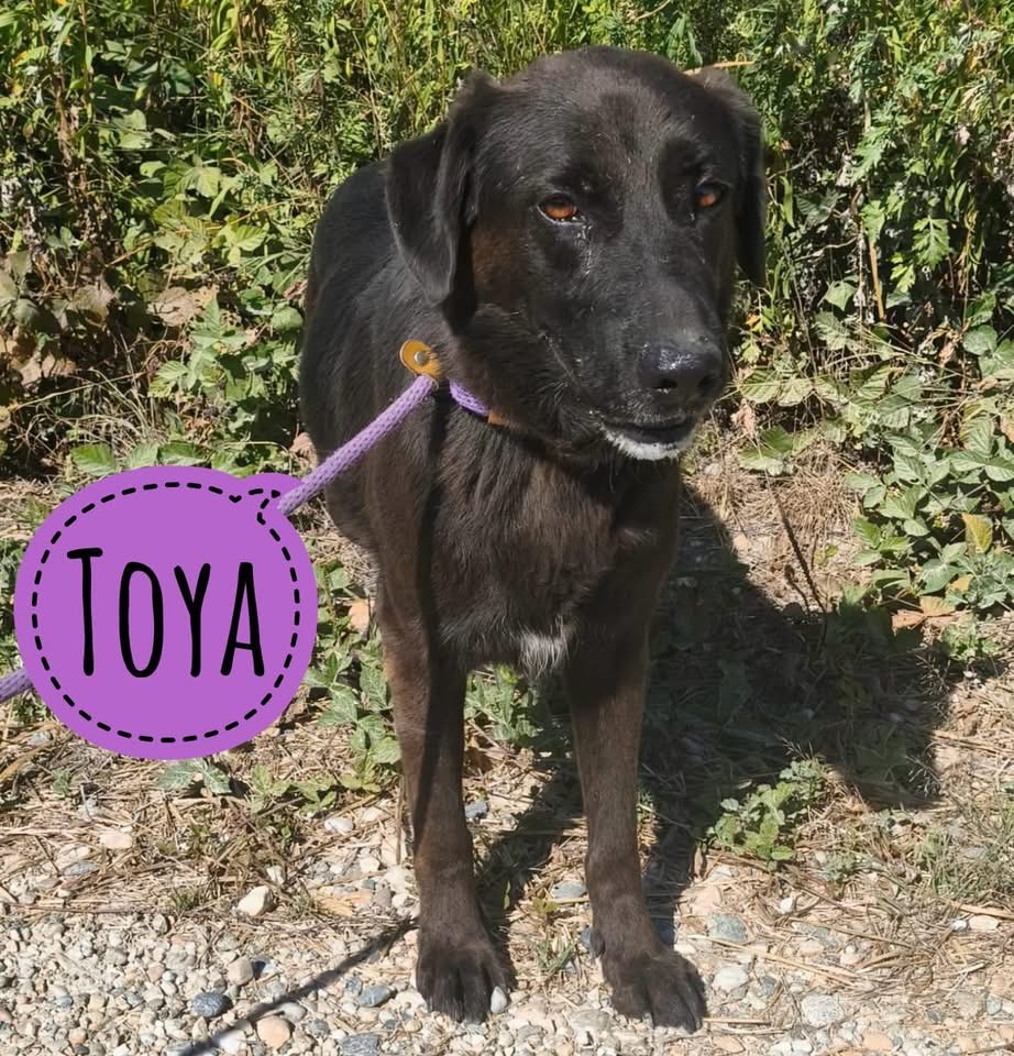 TOYA