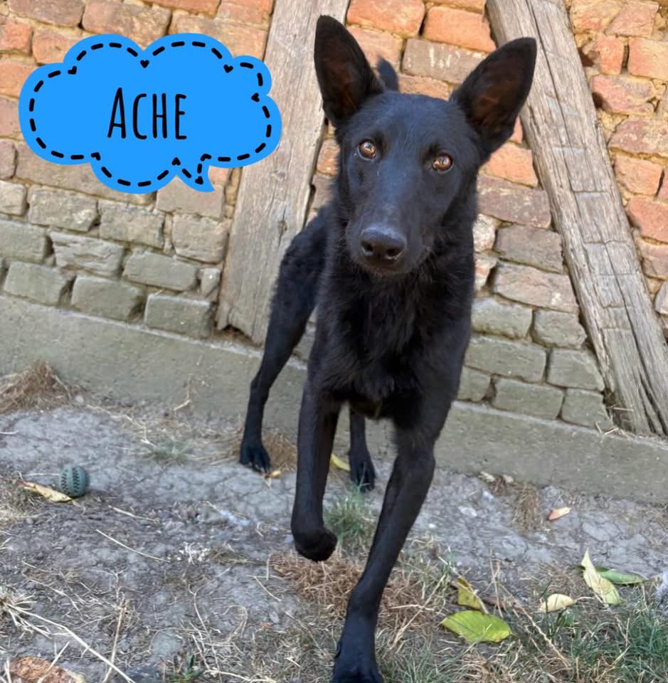 ACHE