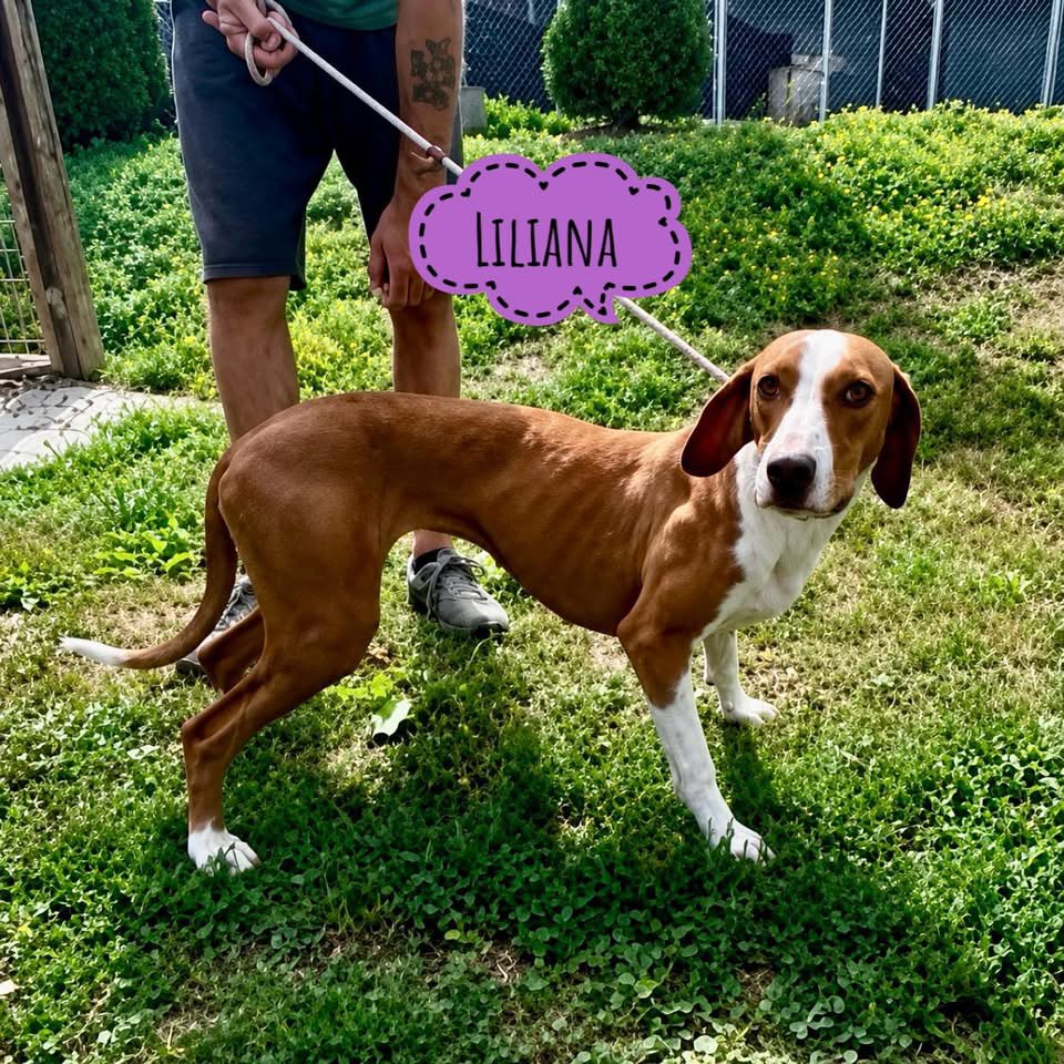 LILIANA