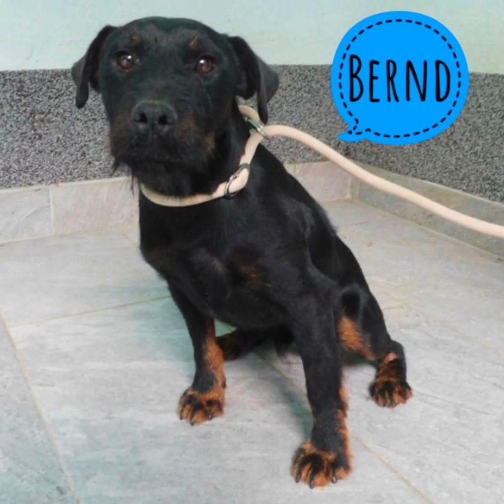 BERND