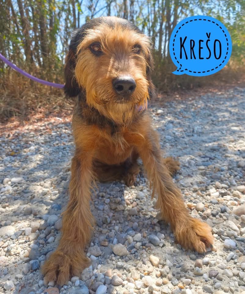 KREŠO