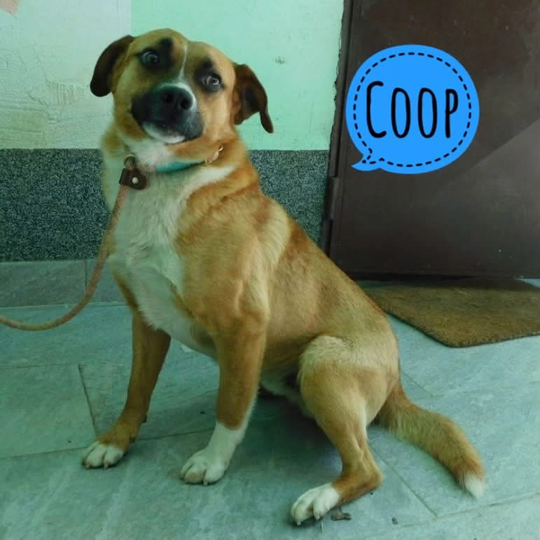 COOP