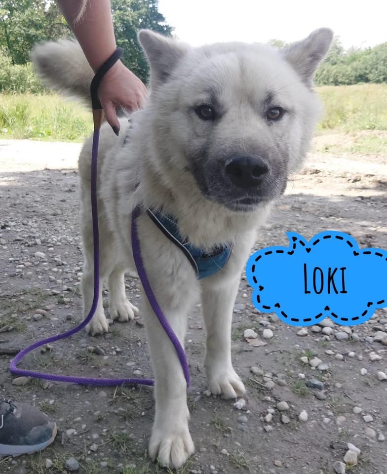 LOKI