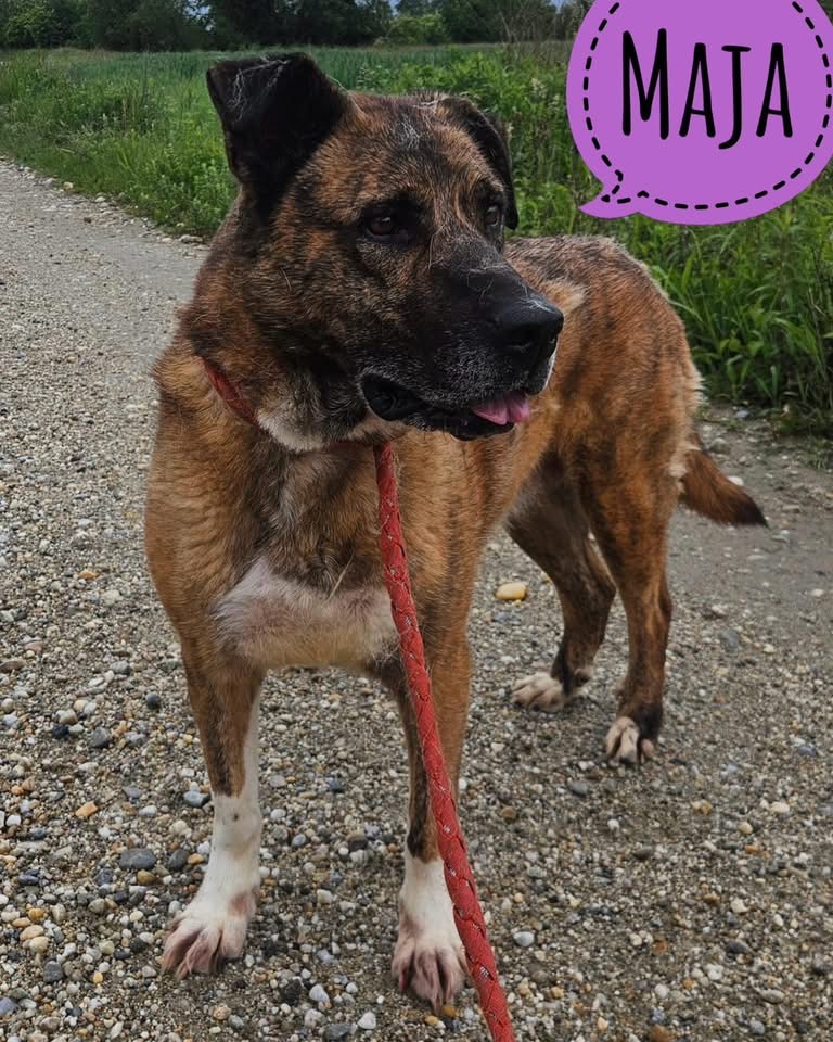 MAJA