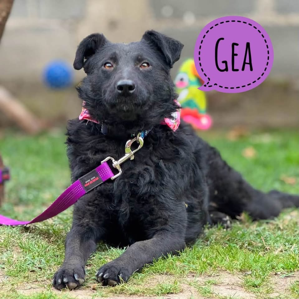 GEA