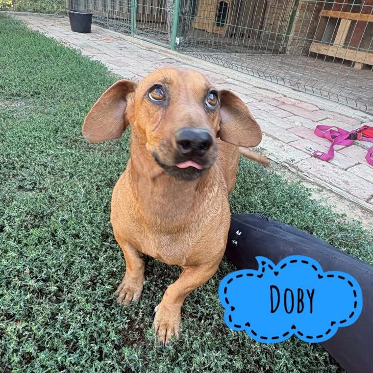 DOBY