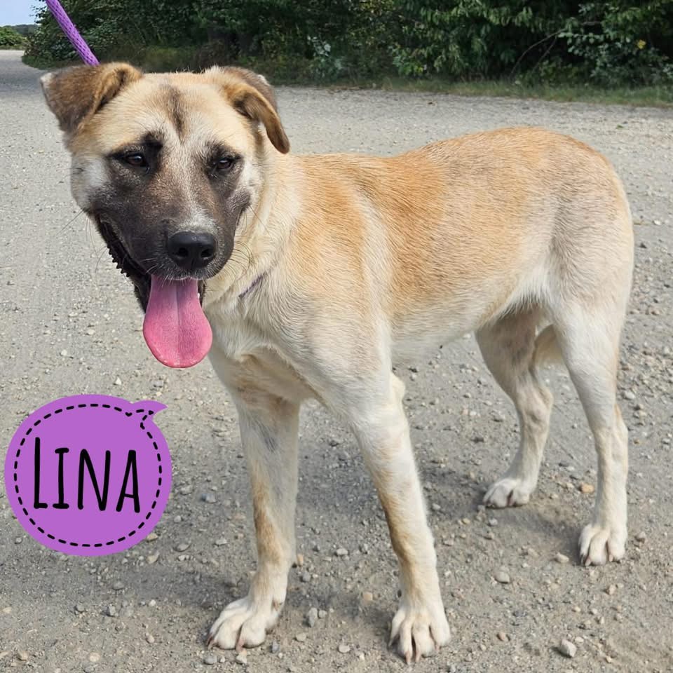 LINA