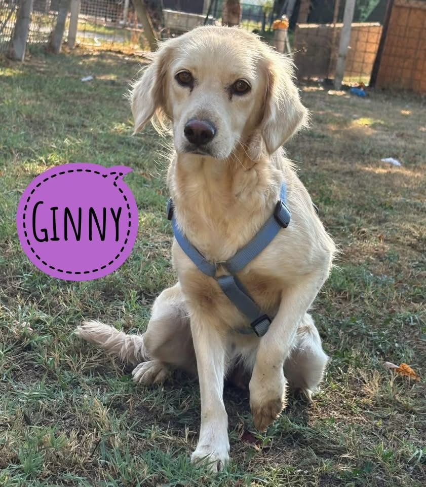 GINNY