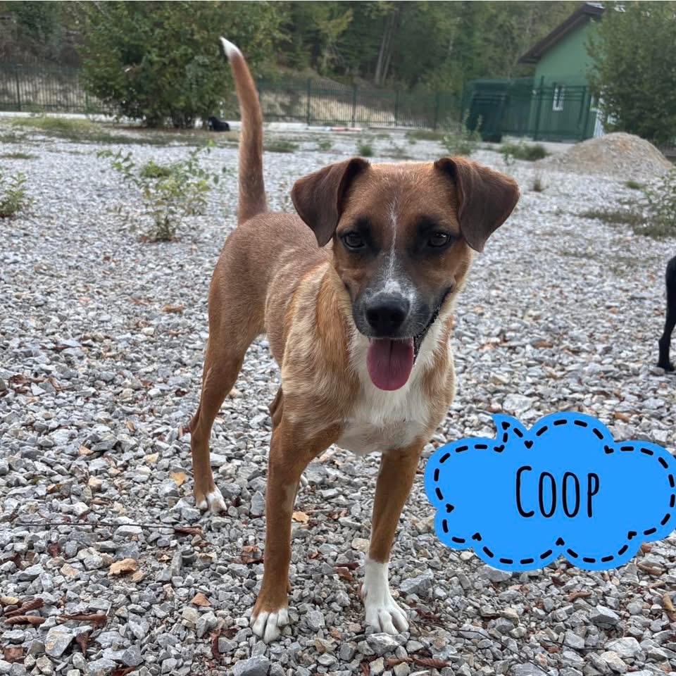 COOP