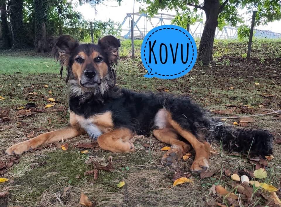 KOVU
