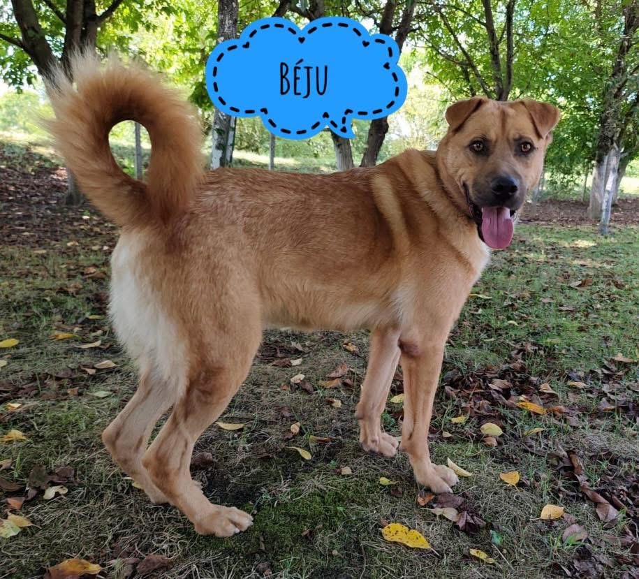 BÉJU