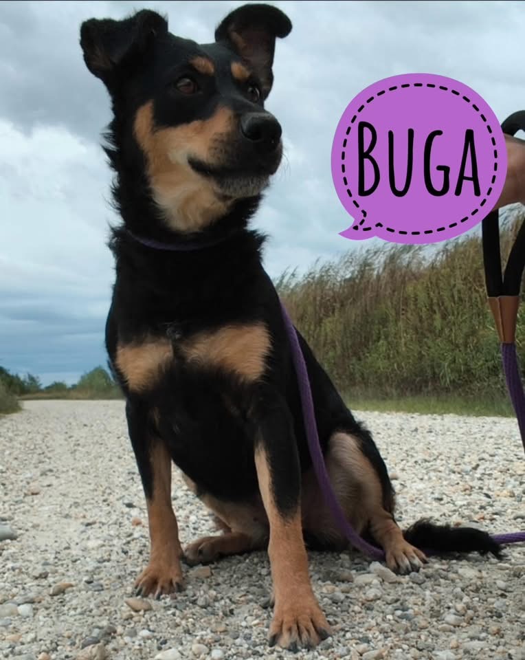 BUGA