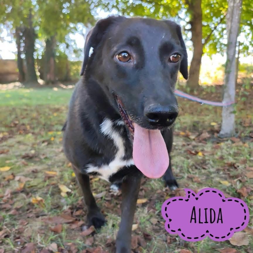 ALIDA