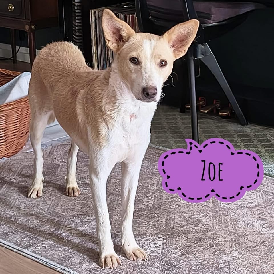 ZOE