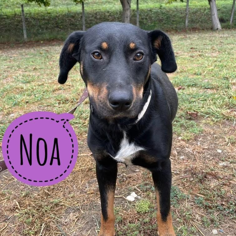 NOA