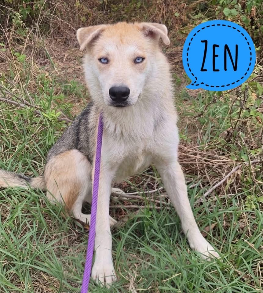ZEN