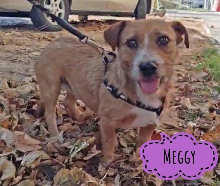 MEGGY