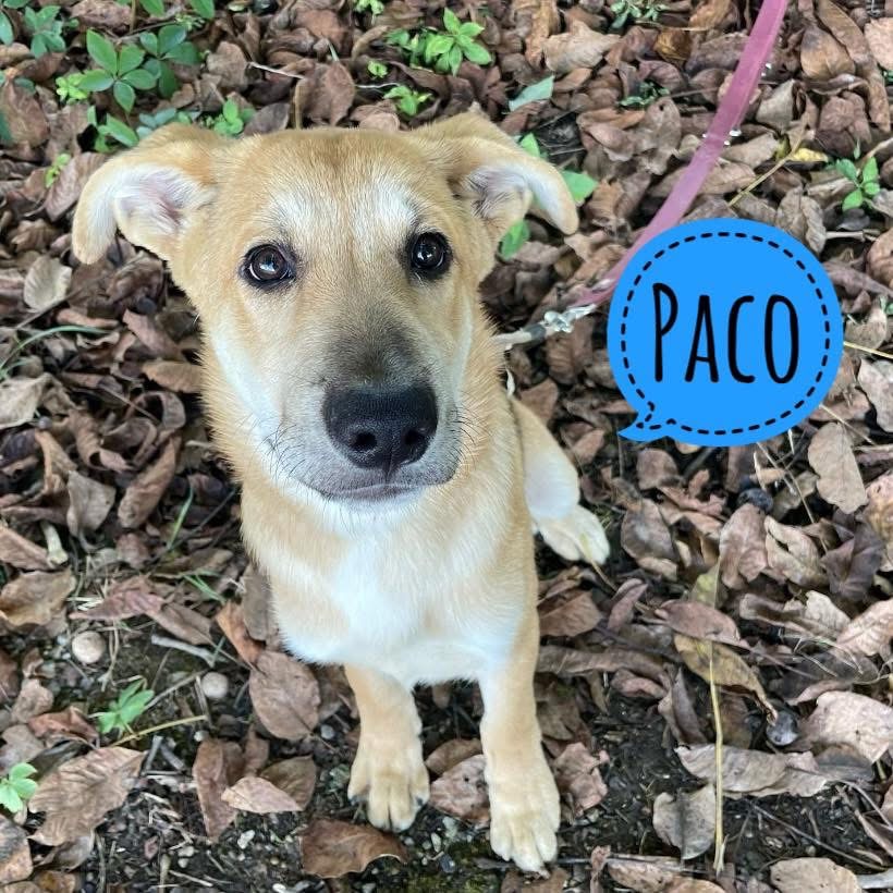 PACO
