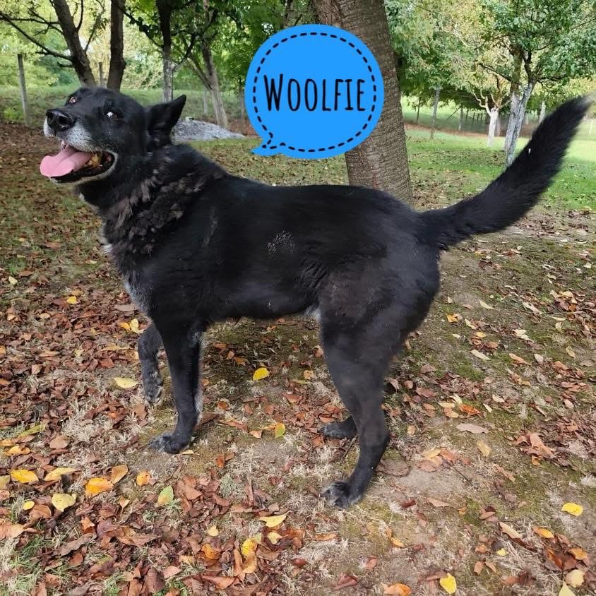 WOOLFIE