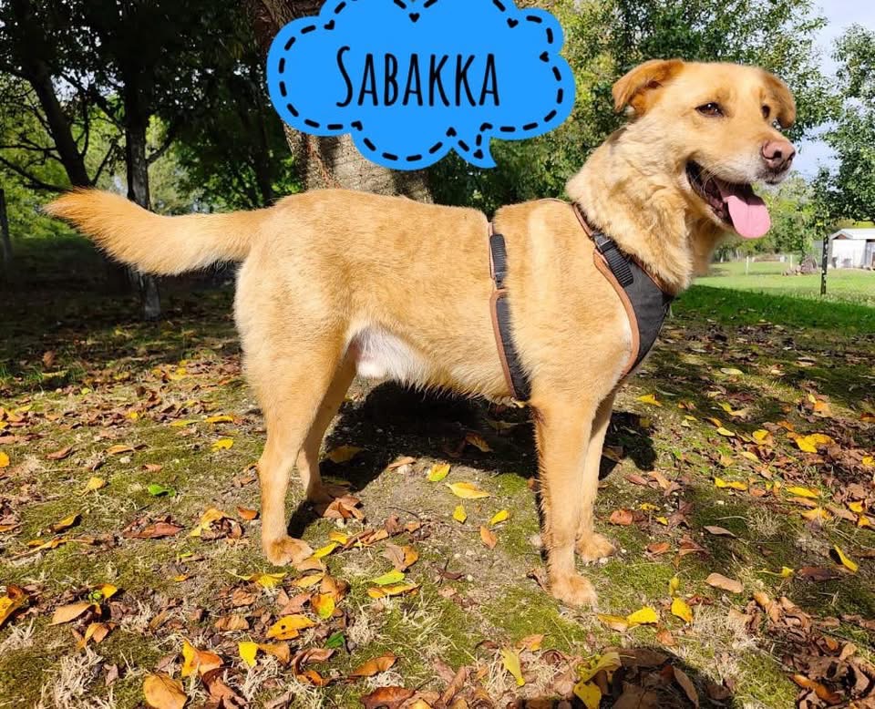 SABAKKA