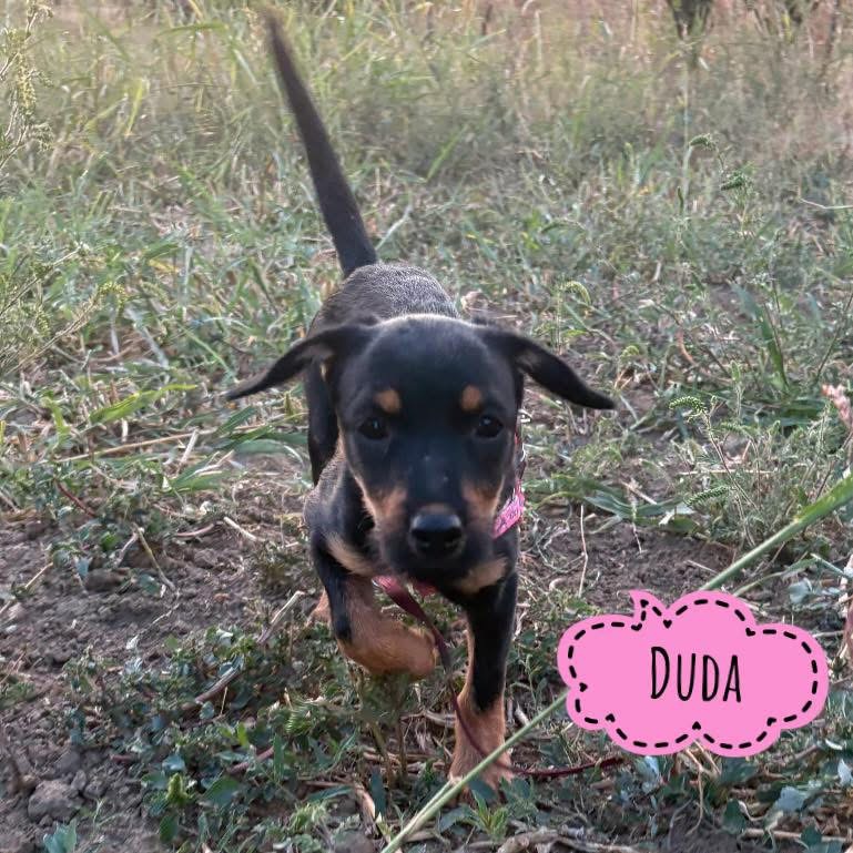 DUDA
