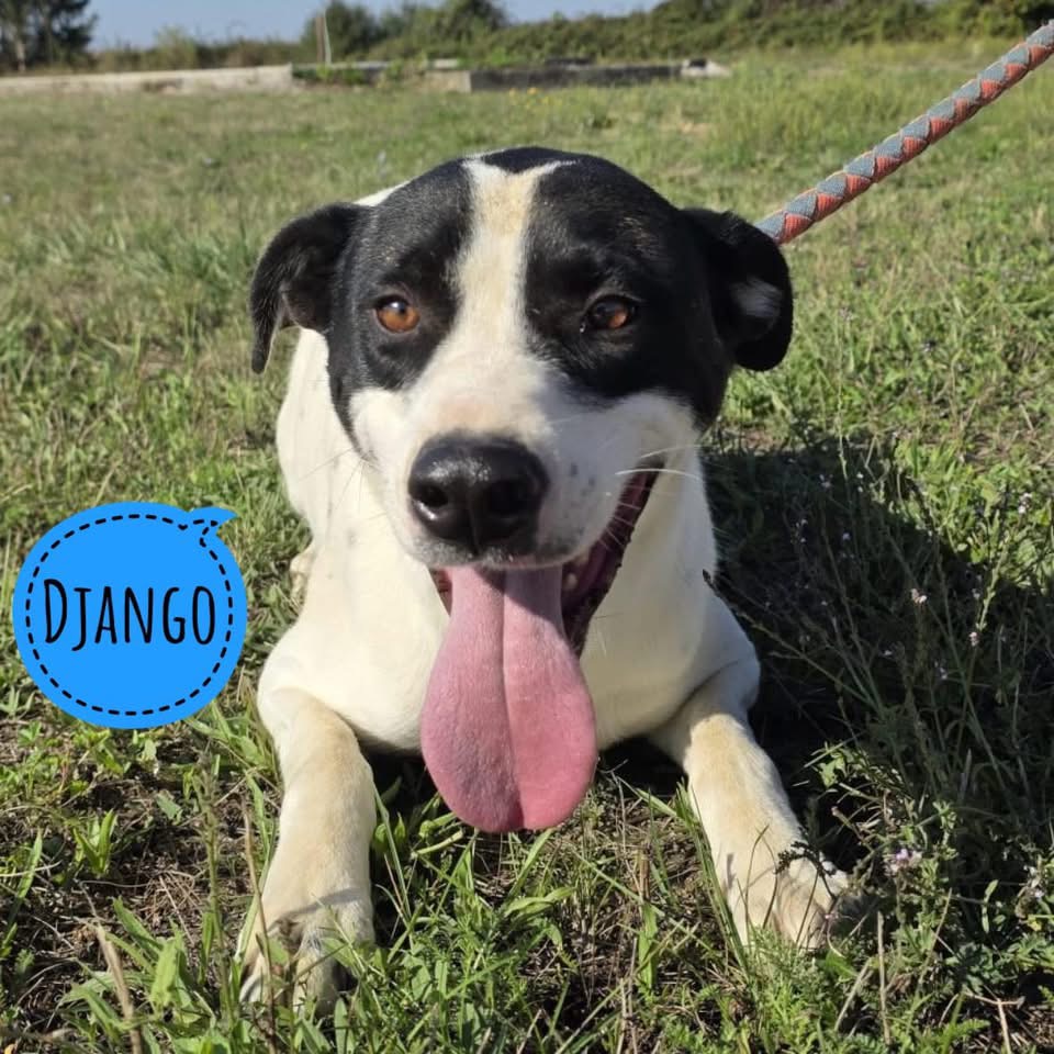 DJANGO