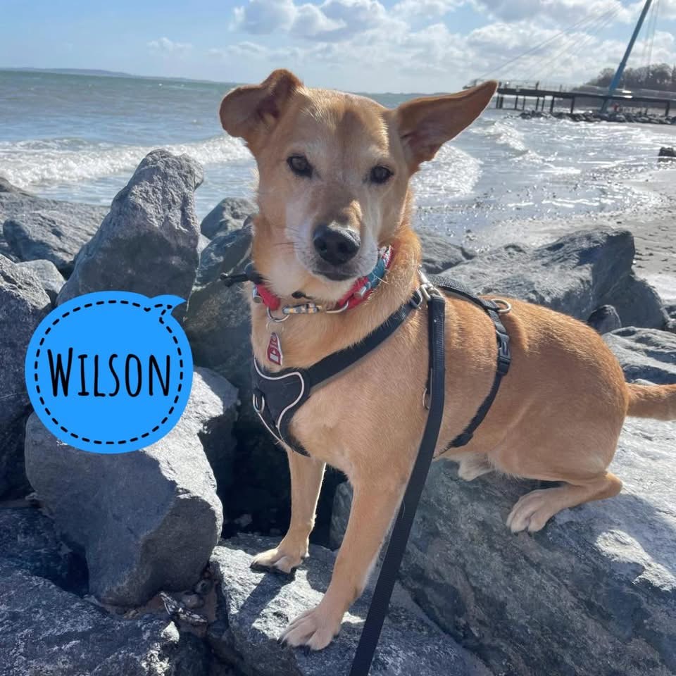 WILSON