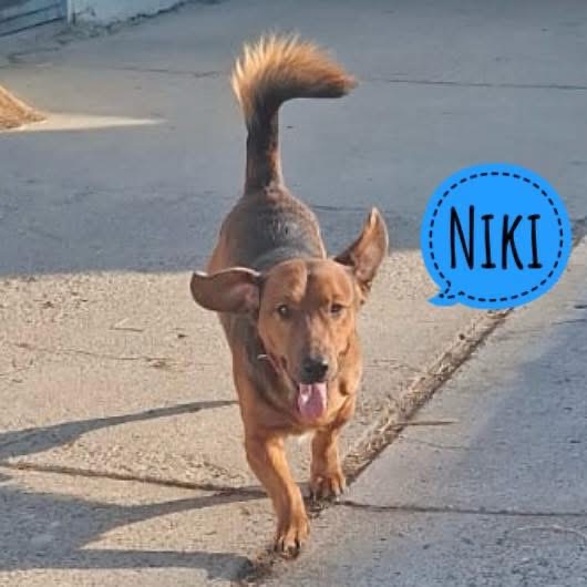 NIKI