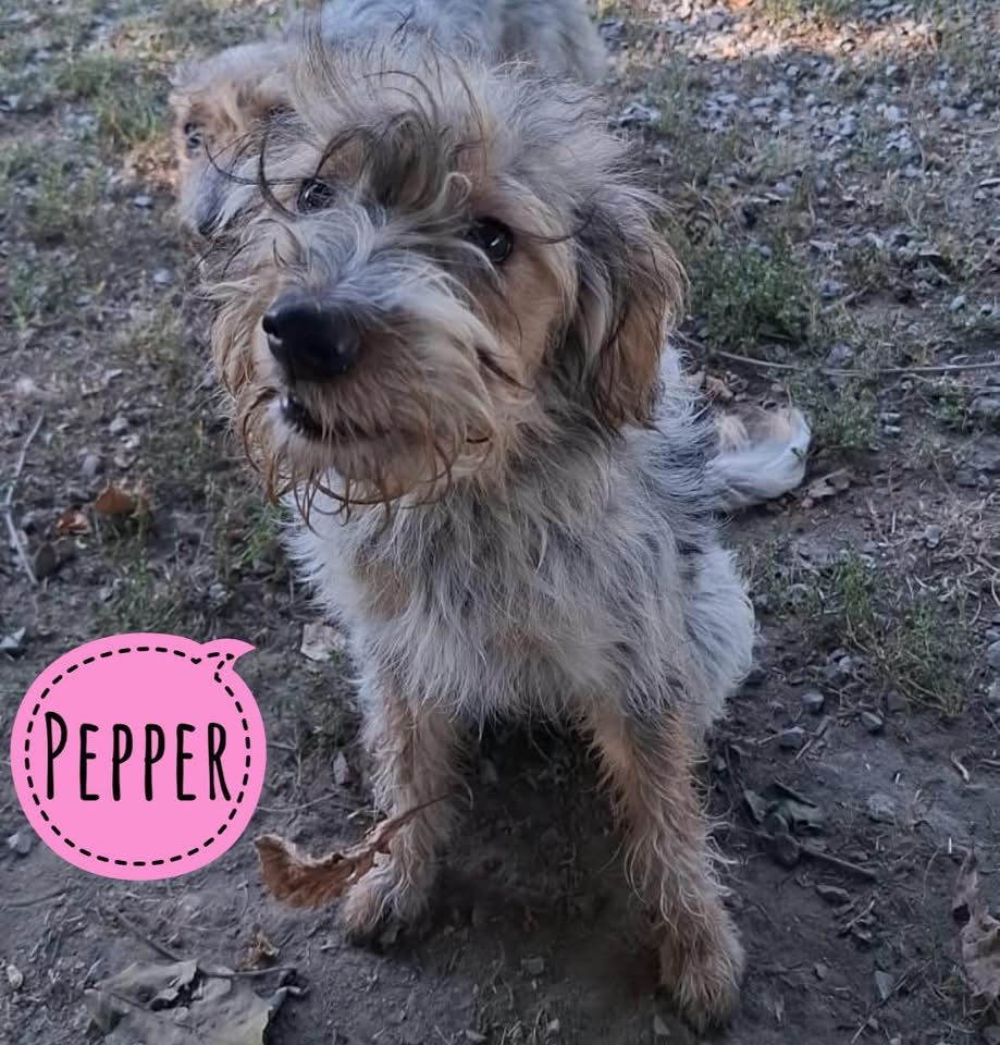 PEPPER