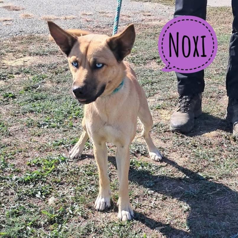 NOXI